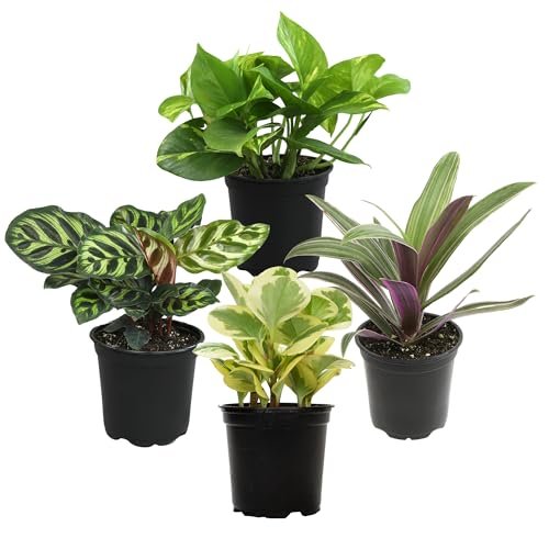 Best Plants for Cleaning Air in Home: Top Picks